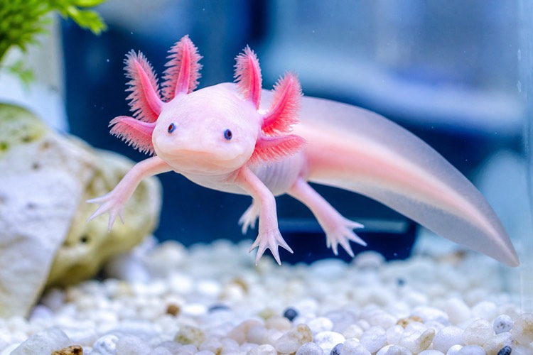 Axolotls