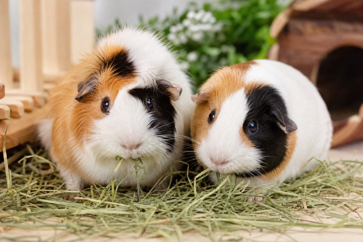 Guinea Pigs