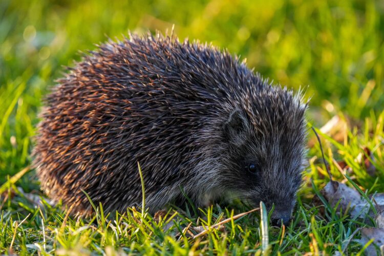 Hedgehogs