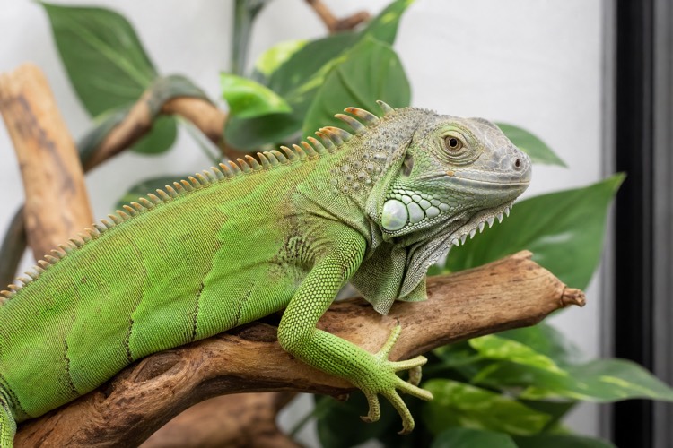 Iguanas