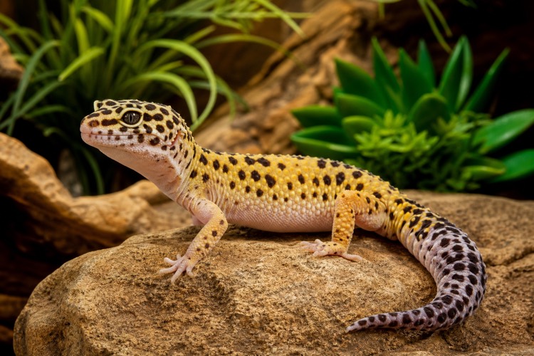 Leopard Geckos