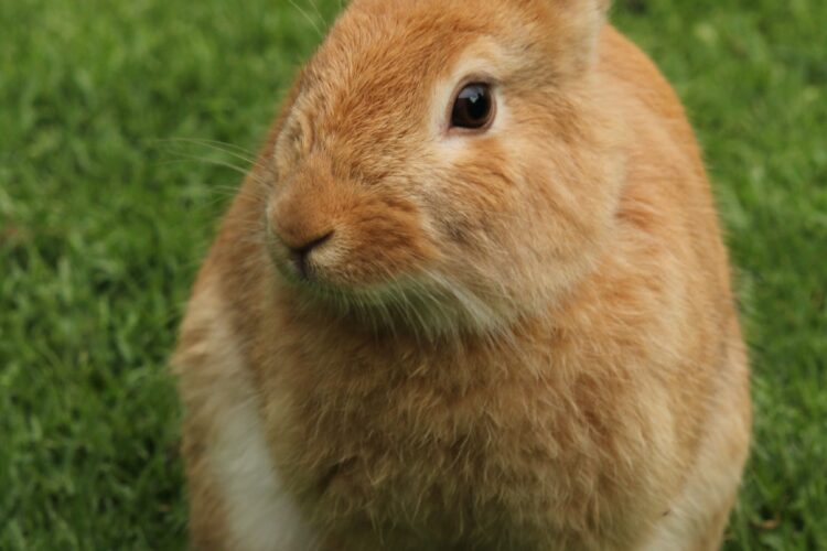 Bunnies