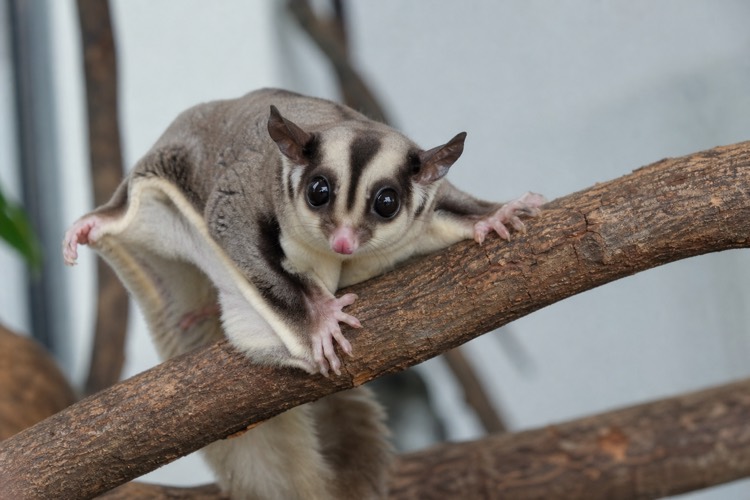 Sugar Gliders