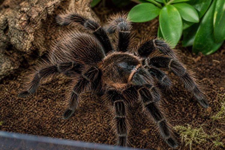 Tarantulas